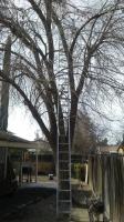 Large Ash tree cut down an stump Ground Out.