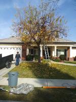 Flowering Pear 🌳 Before & After🐵