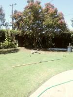 Pictures of recently trimmed trees