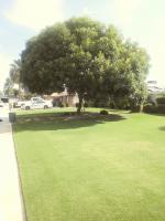 Pictures of recently trimmed trees