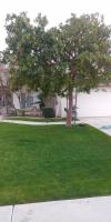 Pictures of recently trimmed trees