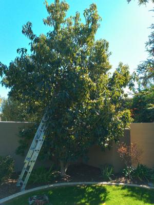 Pictures of recently trimmed trees