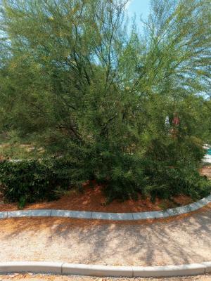 Pictures of recently trimmed trees
