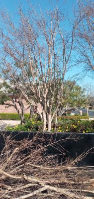 Pictures of recently trimmed trees