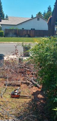 Remove plum tree and Michael ground out the stump.