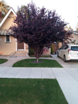 Pictures of recently trimmed trees