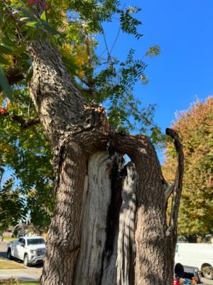 Emergency tree removal! And stump grinding.