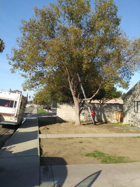 tree
