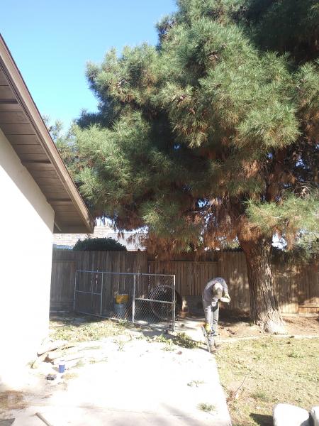 tree
