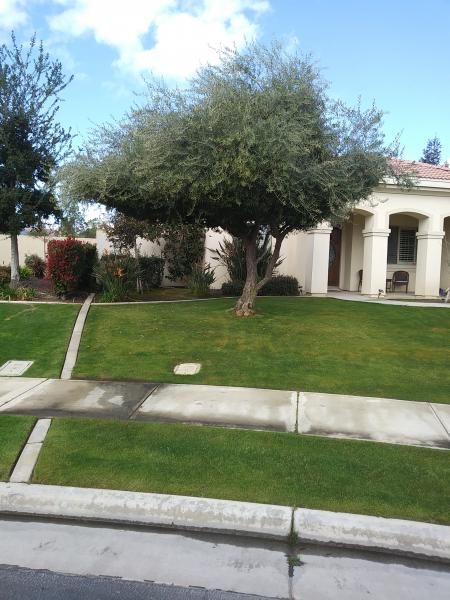 tree