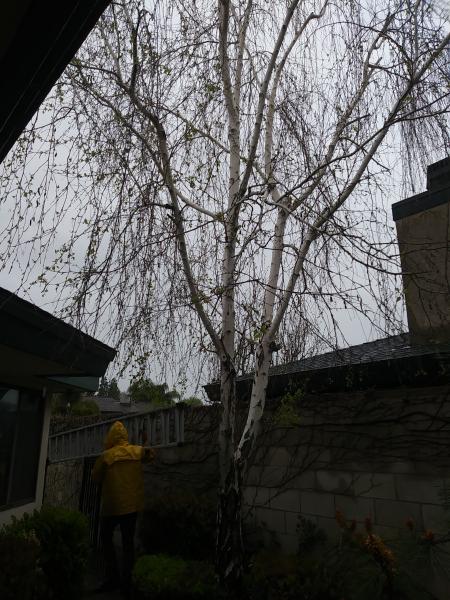 tree