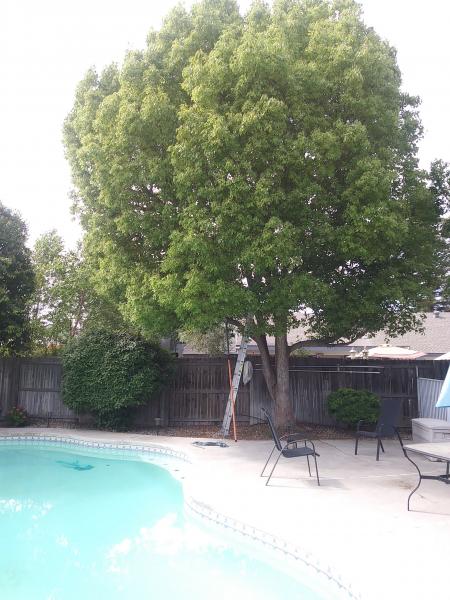 tree