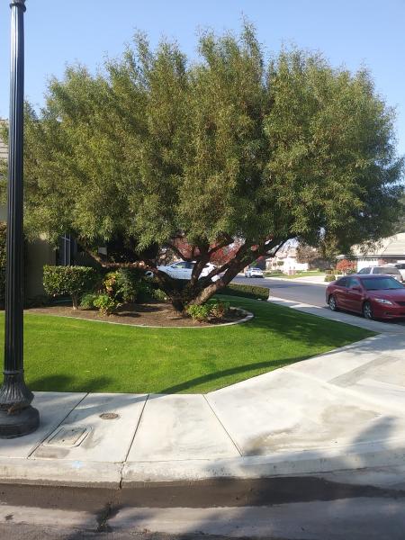 tree
