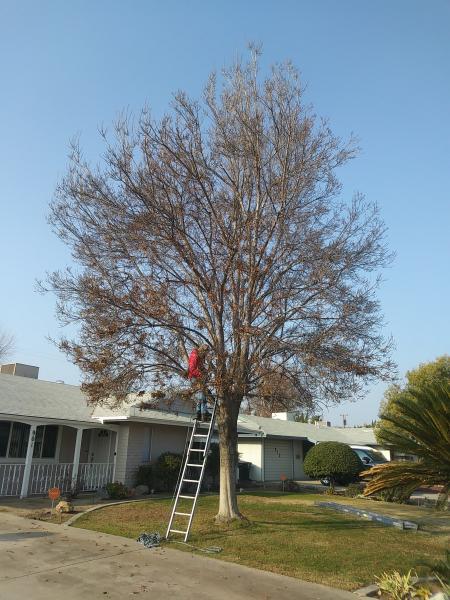 tree