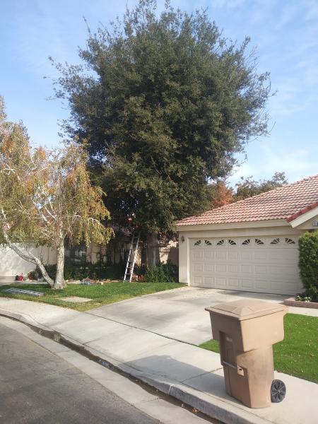 tree