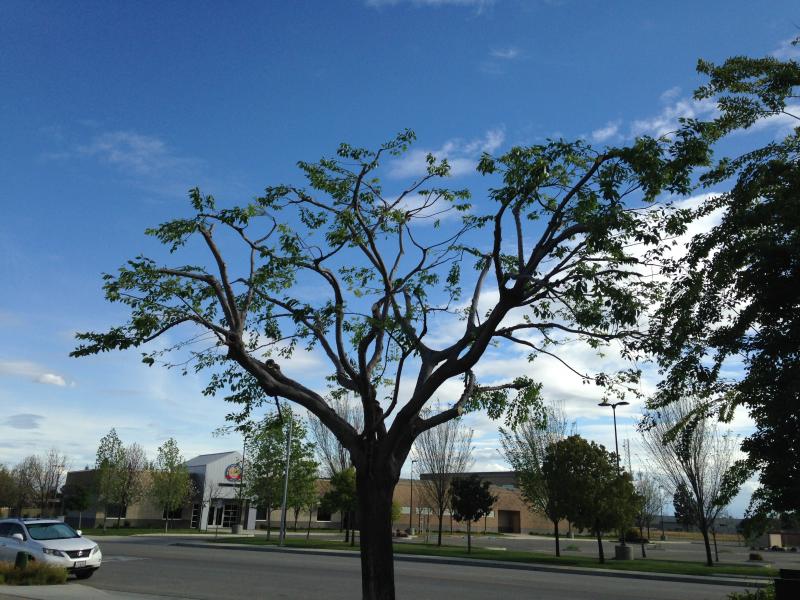 tree