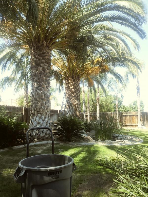tree