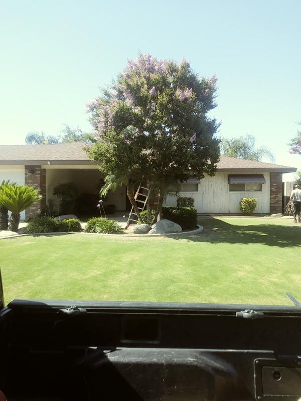 tree