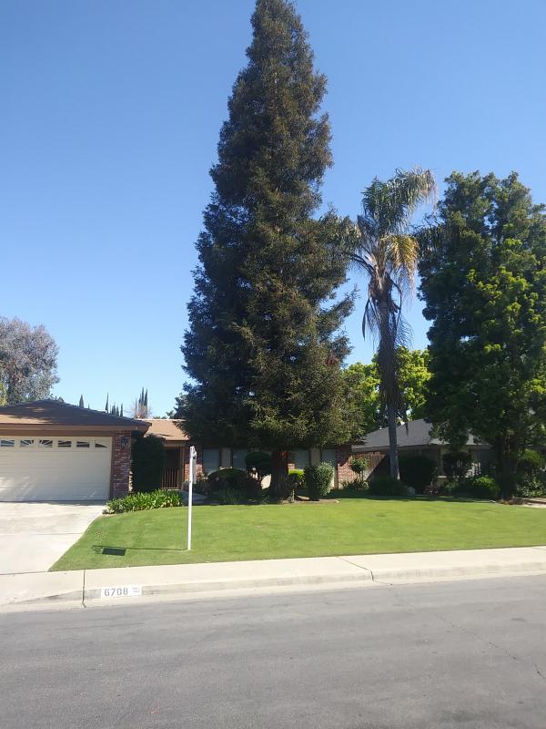 tree