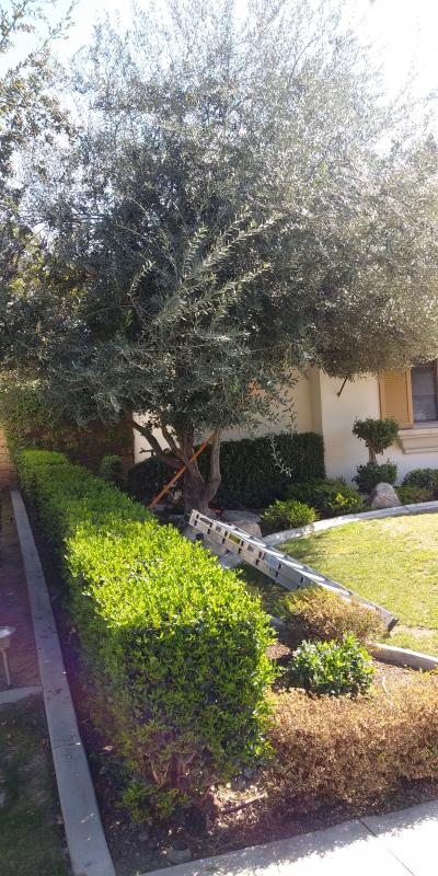 tree