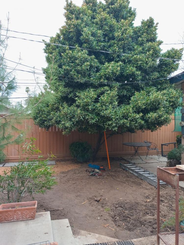 tree